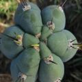 Peruvian Torch Cactus - Trichocereus peruvianus Seeds - Ethnobotanical Cacti Succulent