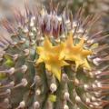 5 Hoodia alstonii Seeds - Rare Indigenous Medicinal Succulent - Combined Worldwide Delivery