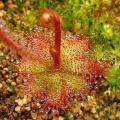 Drosera alba Carnivorous Plant Seeds - Indigenous to South Africa + FREE SEEDS