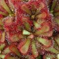 10+ Drosera alba Carnivorous Plant Seeds - Indigenous to South Africa +++ FREE SEEDS