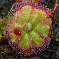 Drosera spathulata Carnivorous Indigenous Insectivorous Sundew Seeds from South Africa