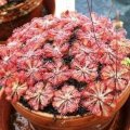 Drosera spathulata Carnivorous Indigenous Insectivorous Sundew Seeds from South Africa