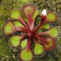 10+ Sundew - Drosera lowriei - Carnivorous Plant Seeds - Australian Insectivorous Sundew