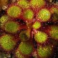 10+ Sundew - Drosera lowriei - Carnivorous Plant Seeds - Australian Insectivorous Sundew