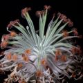 10+ Sundew - Drosera ordensis - Carnivorous Plant Seeds - Australian Insectivorous Sundew