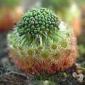 10 Sundew - Drosera paleacea ssp. roseana - Carnivorous Plant Seeds- Australian Insectivorous Sundew