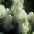 5 Syncarpha vestita Seeds - Cape Everlasting - Sewejaartjie - Indigenous Perennial Shrub