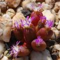 Oophytum oviforme Seeds - Indigenous South African Native Succulent Seeds - Worldwide Shipping