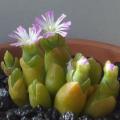 Oophytum oviforme Seeds - Indigenous South African Native Succulent Seeds - Worldwide Shipping