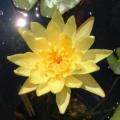 5 Yellow Water Lily - Nymphaea eldorado Seeds - Buy Aquatic Plant Seeds in South Africa