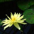 Yellow Water Lily - Nymphaea eldorado Seeds - Buy Aquatic Plant Seeds in South Africa
