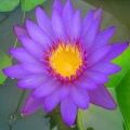 5 Purple Water Lily - Nymphaea capensis purple Seeds- Water Plants + GET FREE SEEDS WITH ALL ORDERS