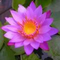 5 Purple Water Lily - Nymphaea capensis purple Seeds- Water Plants + GET FREE SEEDS WITH ALL ORDERS