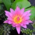 Aquatic Plants - Pink Water Lily - Nymphaea capensis - Water Plant ...