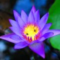 5 Nymphaea caerulea Seeds - Water Lily Seeds for Sale in South Africa - Psychoactive Plants