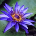 5 Nymphaea caerulea Seeds - Water Lily Seeds for Sale in South Africa - Psychoactice Plants