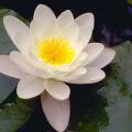 5 Nymphaea alba Seeds - White Water Lily Seeds + Get FREE Seeds with ALL orders - Psychoactive