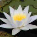 5 Nymphaea alba Seeds - White Water Lily Seeds + Get FREE Seeds with ALL orders - Psychoactive
