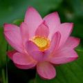 5 RARE Nelumbo nucifera var. rosea plena - Grow your own Giant Soft Pink Lotus - Psychoactive