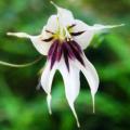 5 Melasphaerula ramosa Seeds - Fairy Bells - Indigenous South African Bulb Seeds + GET FREE SEEDS!
