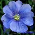 10 Linum perenne Seeds - Blue Flax Seeds + Get FREE seeds! - Sow All Year - Perennial Seeds