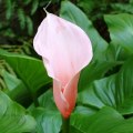 Zantedeschia aethiopica 'Marshmallow' Seeds + FREE Seeds with ALL orders - Worldwide Delivery