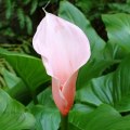 5 Zantedeschia aethiopica 'Marshmallow' Seeds + FREE Seeds with ALL orders - Worldwide Delivery