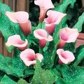 5 Zantedeschia aethiopica 'Marshmallow' Seeds + FREE Seeds with ALL orders - Worldwide Delivery