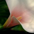 Zantedeschia aethiopica 'Marshmallow' Seeds + FREE Seeds with ALL orders - Worldwide Delivery