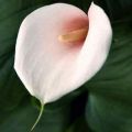 Zantedeschia aethiopica 'Marshmallow' Seeds + FREE Seeds with ALL orders - Worldwide Delivery