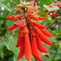 5 Dwarf coral tree or Natal Coral Tree - Erythrina humeana Seeds - Indigenous Frost Hardy