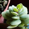 Kalanchoe rotundifolia Seeds - Indigenous South African Native Succulent Seeds For Sale