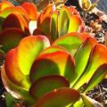 Kalanchoe luciae Seeds - Flap Jack Plant - Indigenous South African Native Succulent Plant Seeds