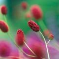 Sanguisorba officinalis Seeds - Greater Salad Burnet - Perennial Edible Herb Seeds