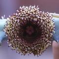 5 Huernia hystrix Seeds - Succulents Indigenous to South Africa - Worldwide Shipping + FREE SEEDS