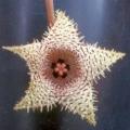 5 Huernia hystrix Seeds - Succulents Indigenous to South Africa - Worldwide Shipping + FREE SEEDS