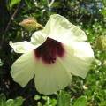 10 Hibiscus diversifolius Seeds - Swamp Hibiscus - Indigenous South African Native Shrub Seeds