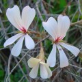 Pelargonium elongatum Seeds - Upright Coconut Geranium - Indigenous South African Shrub