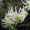 5 Knowltonia vesicatoria Seeds - Blisterleaf; Brandblaar- Indigenous Perennial Fynbos Herb