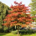 5 Quercus palustris Tree Seeds - Pin Oak Seeds - Deciduous Frost Hardy Tree