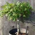 Quercus palustris Bonsai Seeds - Pin Oak - Buy Bonsai Tree Seeds in South Africa