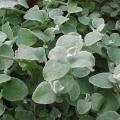 10 Helichrysum petiolare Seeds - Kooigoed, Everlasting, Imphepho Indigenous Medicinal Shrub Seeds