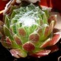 Sempervivum arachnoideum Seeds - Hen & Chicks House Leeks - Exotic Succulent Plant Seeds