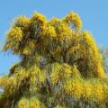 Genista aetnensis Seeds ~ Mount Etna Broom Tree - Exotic Tree Seeds from Sicily