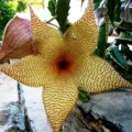 10+ Stapelia gigantea Seeds - Indigenous South African Succulent Seeds in RSA + Free Seeds