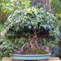10 Hedera helix Bonsai Seeds - English Ivy + FREE eBook and FREE Bonsai Seeds with ALL orders!
