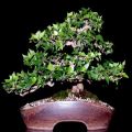 10 Hedera helix Bonsai Seeds - English Ivy + FREE eBook and FREE Bonsai Seeds with ALL orders!