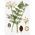 200+ Caraway Seeds - Carum carvi Seeds ~ Medicinal Herbs