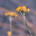 10 Imphepho - Helichrysum odoratissimum Seeds - Indigenous Medicinal Ethnobotanical