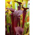 10 Mixed Pitcher Plant Seeds - Carnivorous Sarracenia Mixed Species, Varieties and Hybrids Seeds
